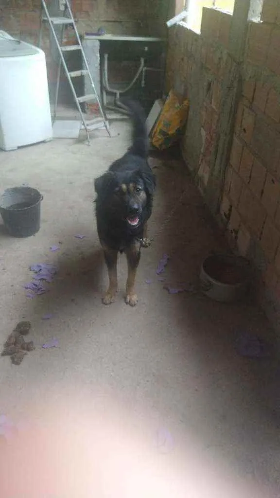 Cachorro ra a Pastor idade 1 ano nome Rock