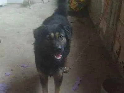 Cachorro ra a Pastor idade 1 ano nome Rock