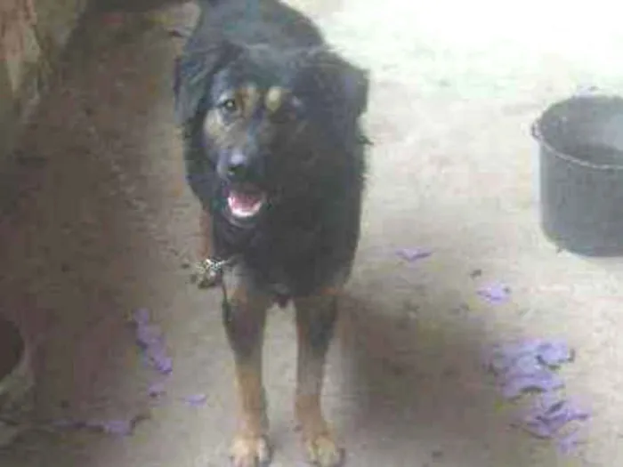 Cachorro ra a Pastor idade 1 ano nome Rock