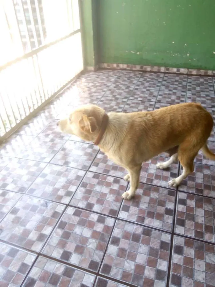 Cachorro ra a Pastora AlemãXBelga idade 6 ou mais anos nome Nina