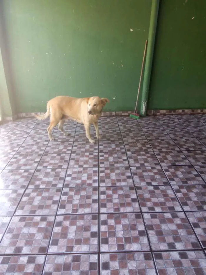 Cachorro ra a Pastora AlemãXBelga idade 6 ou mais anos nome Nina