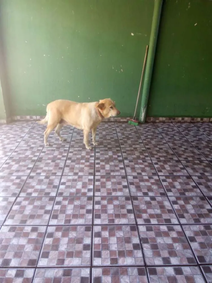 Cachorro ra a Pastora AlemãXBelga idade 6 ou mais anos nome Nina