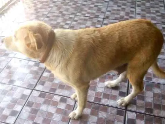 Cachorro ra a Pastora AlemãXBelga idade 6 ou mais anos nome Nina