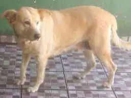 Cachorro raça Pastora AlemãXBelga idade 6 ou mais anos nome Nina