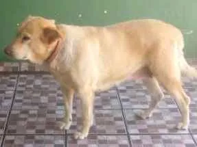 Cachorro ra a Pastora AlemãXBelga idade 6 ou mais anos nome Nina