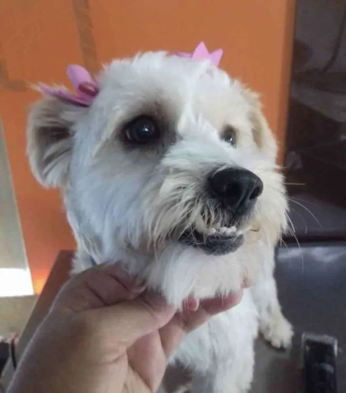 Cachorro ra a Mestiça  idade 7 a 11 meses nome Mel 