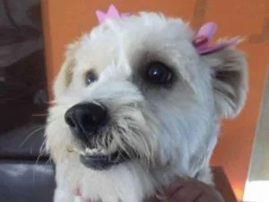 Cachorro raça Mestiça  idade 7 a 11 meses nome Mel 