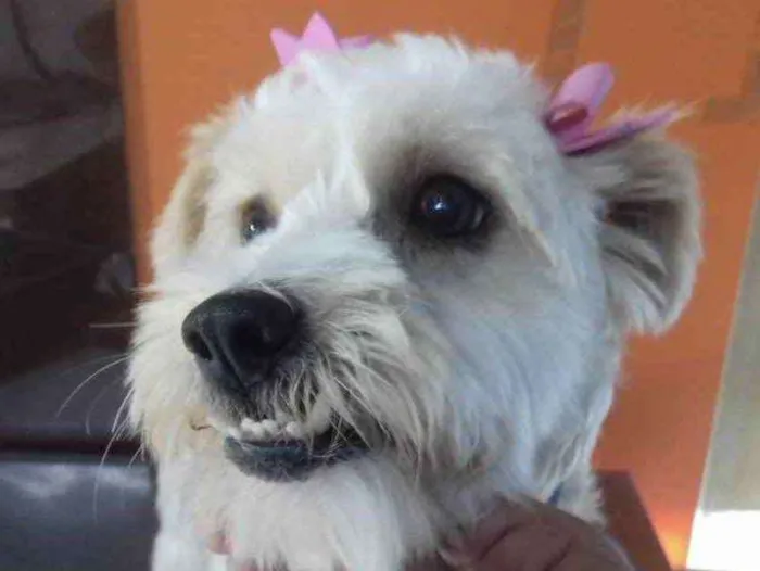 Cachorro ra a Mestiça  idade 7 a 11 meses nome Mel 
