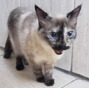 Gato raça SRD idade 2 anos nome Luna