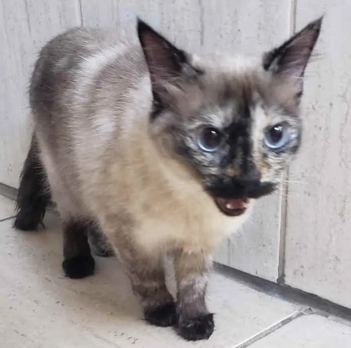 Gato ra a SRD idade 2 anos nome Luna