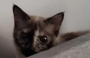 Gato ra a SRD idade 2 anos nome Luna