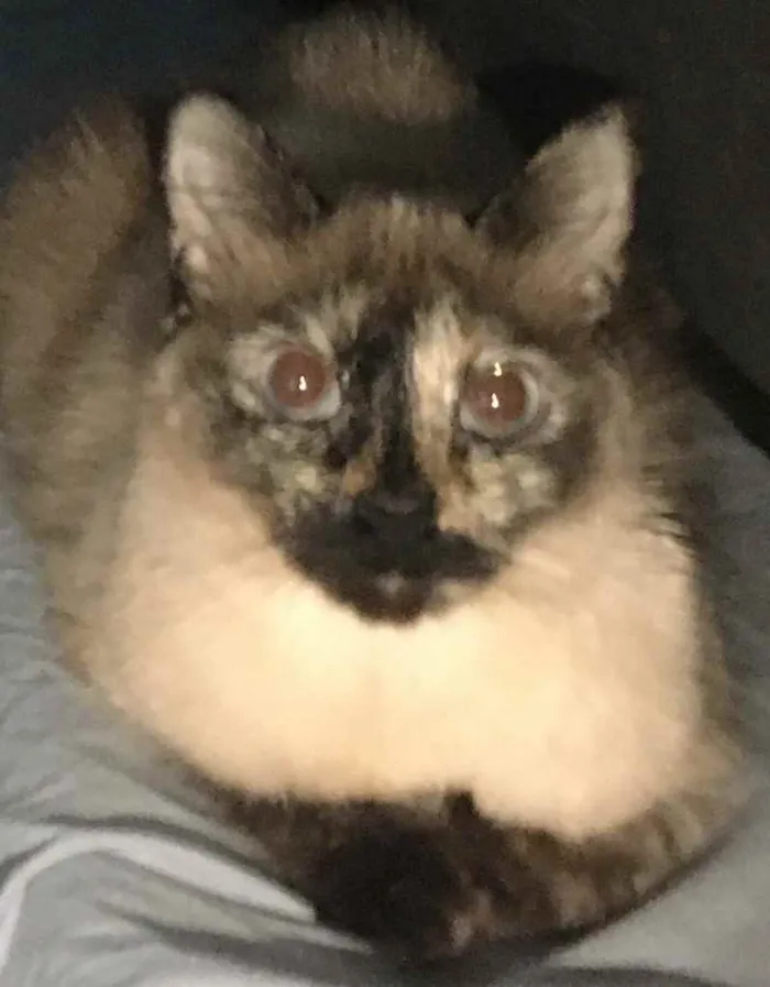 Gato ra a SRD idade 2 anos nome Luna