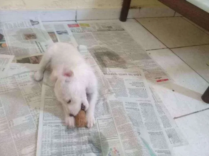 Cachorro ra a Não definimos idade 2 a 6 meses nome Não tem