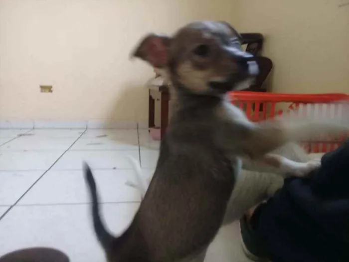 Cachorro ra a Não definimos idade 2 a 6 meses nome Não tem