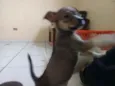Não tem