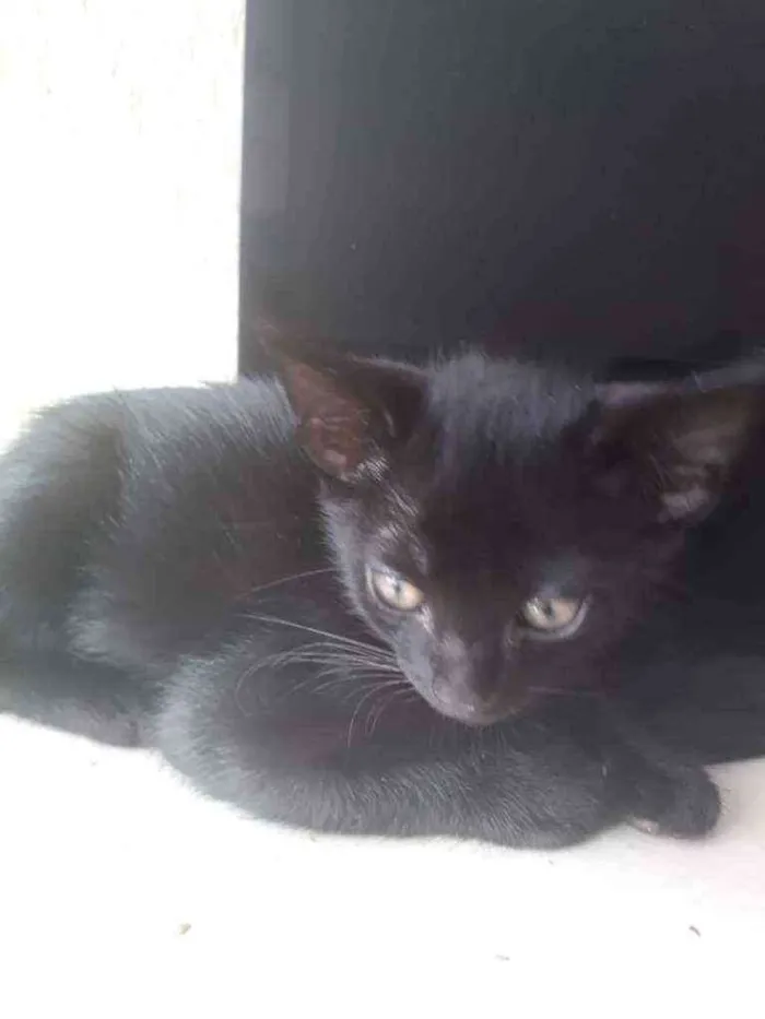 Gato ra a  idade 2 a 6 meses nome Não tem