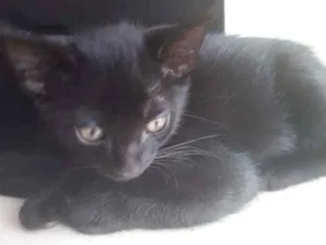 Gato raça  idade 2 a 6 meses nome Não tem