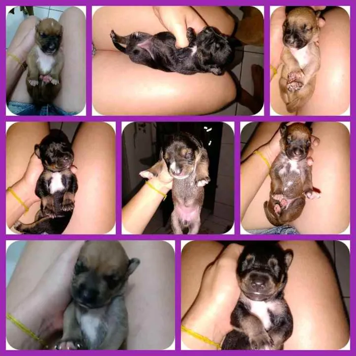 Cachorro ra a Raciados com box idade Abaixo de 2 meses nome Sem nomes