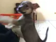 Não tem