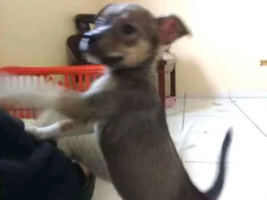 Cachorro raça Não definimos idade 2 a 6 meses nome Não tem