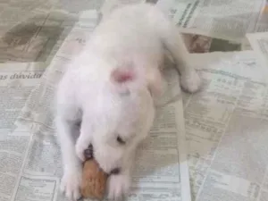 Cachorro raça Não definimos idade 2 a 6 meses nome Não tem