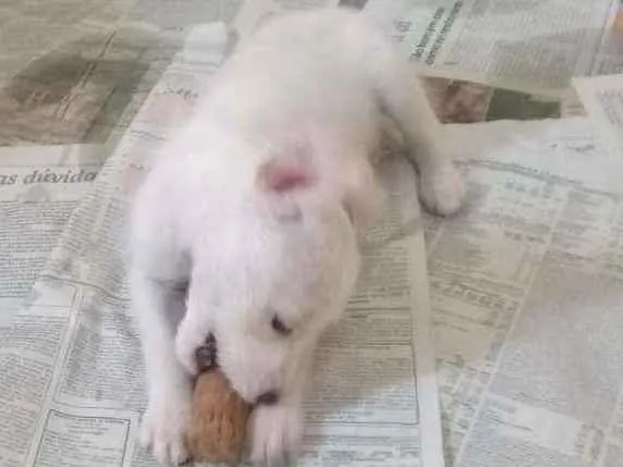 Cachorro ra a Não definimos idade 2 a 6 meses nome Não tem