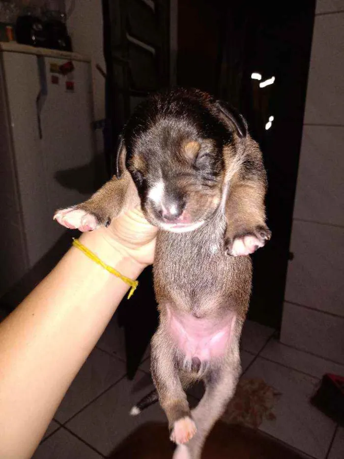 Cachorro ra a Raciados com box idade Abaixo de 2 meses nome Sem nomes