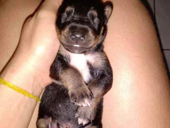 Cachorro ra a Raciados com box idade Abaixo de 2 meses nome Sem nomes