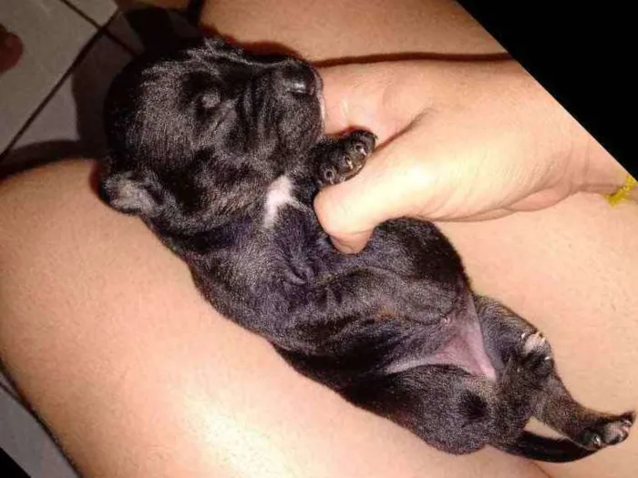 Cachorro ra a Raciados com box idade Abaixo de 2 meses nome Sem nomes