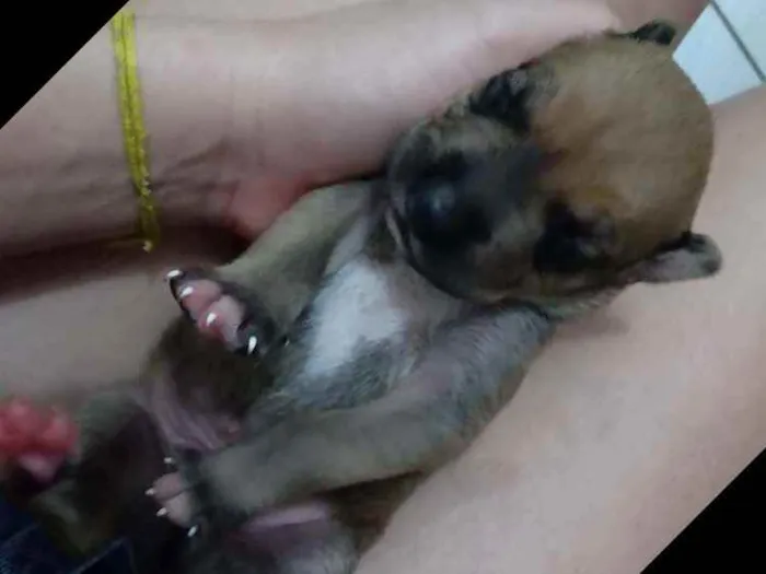 Cachorro ra a Raciados com box idade Abaixo de 2 meses nome Sem nomes