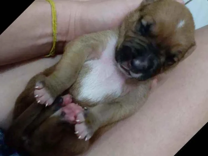 Cachorro ra a Raciados com box idade Abaixo de 2 meses nome Sem nomes