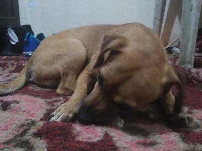 Cachorro ra a Vira-lata idade 4 anos nome Kikito