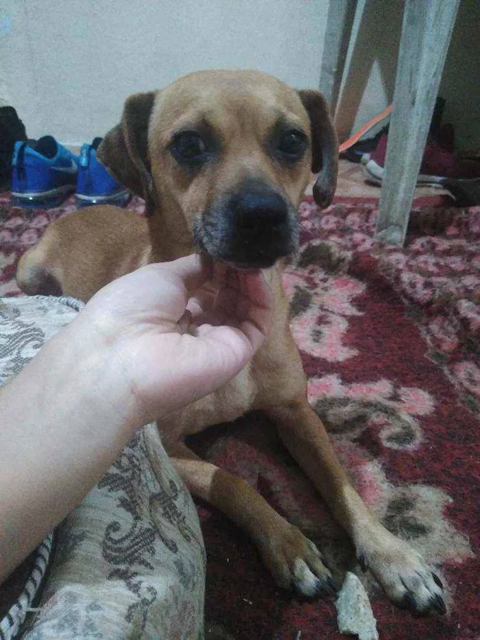 Cachorro ra a Vira-lata idade 4 anos nome Kikito