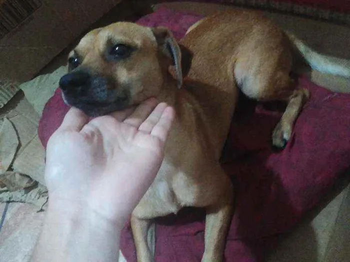 Cachorro ra a Vira-lata idade 4 anos nome Kikito