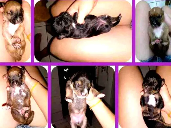 Cachorro ra a Raciados com box idade Abaixo de 2 meses nome Sem nomes