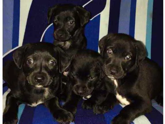 Cachorro ra a SRD idade 2 a 6 meses nome Sem nome