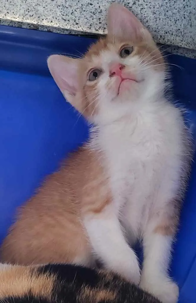Gato ra a SRD idade 2 a 6 meses nome Brandon