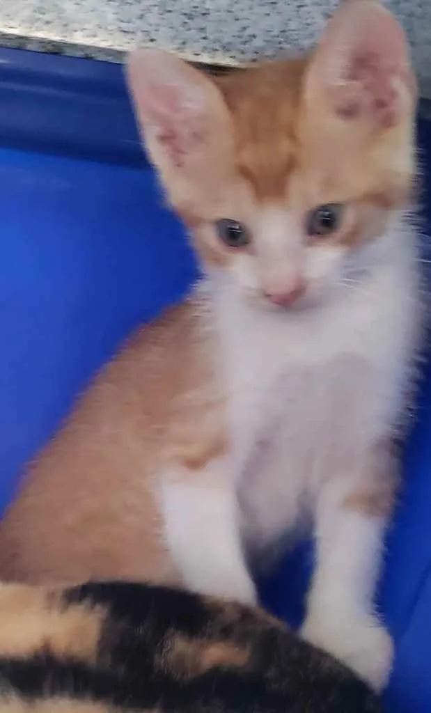 Gato ra a SRD idade 2 a 6 meses nome Brandon