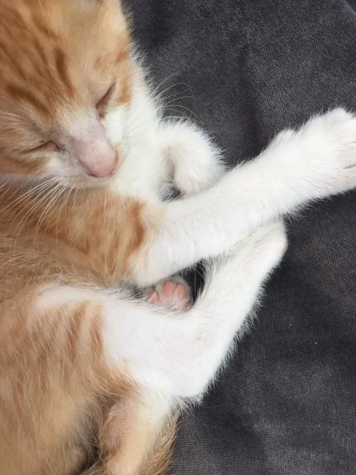 Gato ra a SRD idade 2 a 6 meses nome Brandon