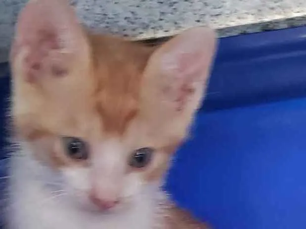 Gato ra a SRD idade 2 a 6 meses nome Brandon