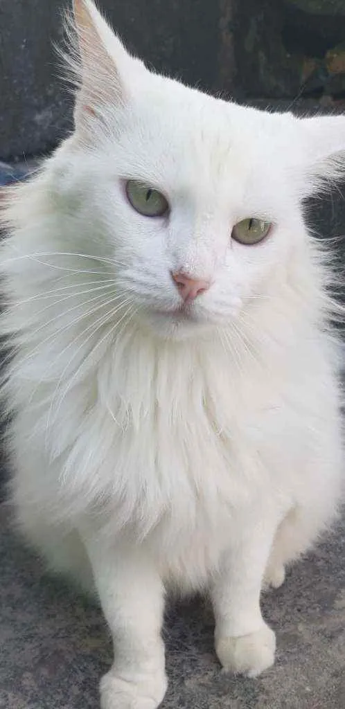 Gato ra a SRD idade 2 anos nome Soohia