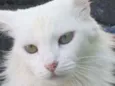 Soohia