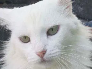 Gato raça SRD idade 2 anos nome Soohia