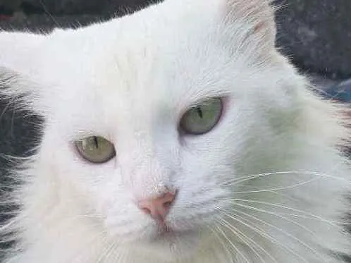 Gato ra a SRD idade 2 anos nome Soohia