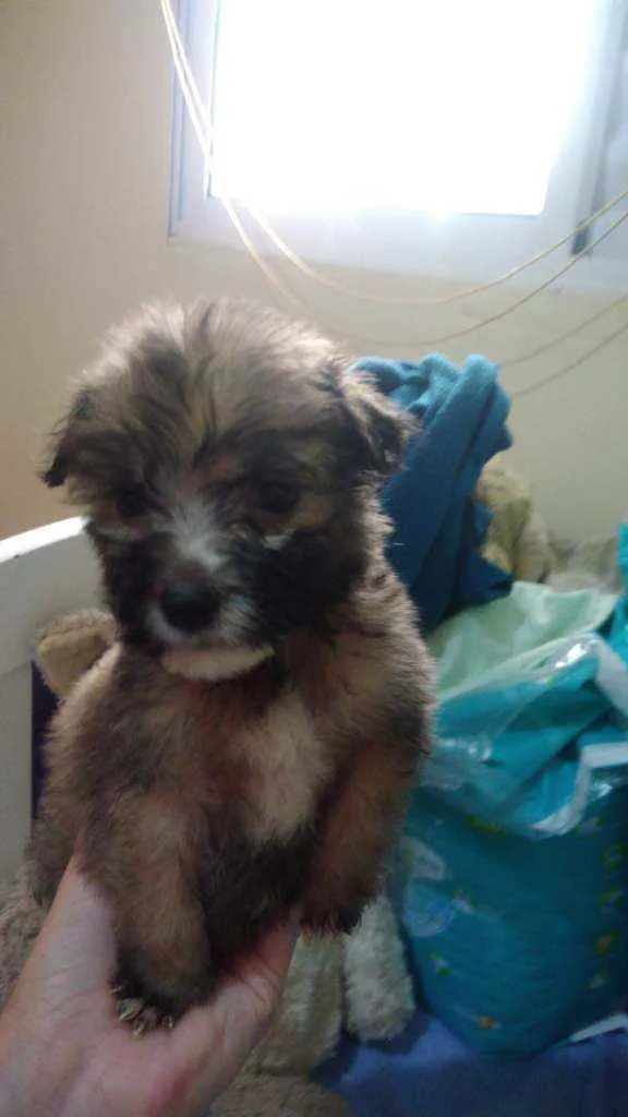 Cachorro ra a Srd idade Abaixo de 2 meses nome Fofão