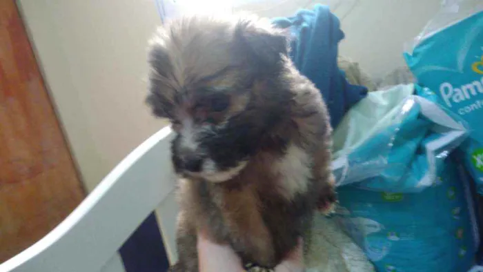 Cachorro ra a Srd idade Abaixo de 2 meses nome Fofão
