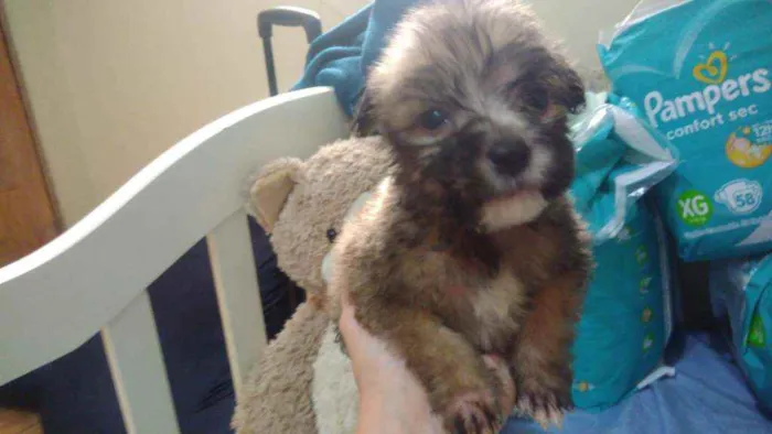 Cachorro ra a Srd idade Abaixo de 2 meses nome Fofão
