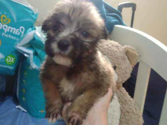 Cachorro ra a Srd idade Abaixo de 2 meses nome Fofão