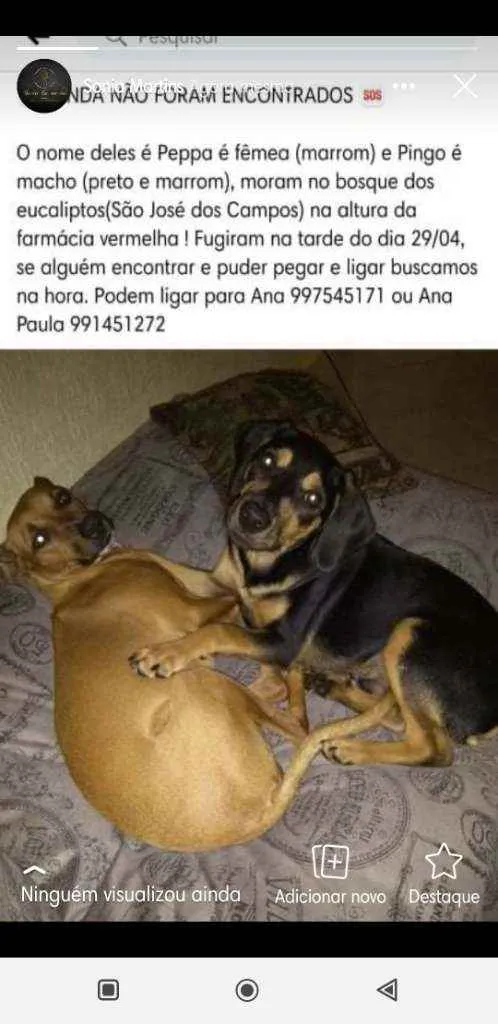 Cachorro ra a Vira lata idade 6 ou mais anos nome Pingo