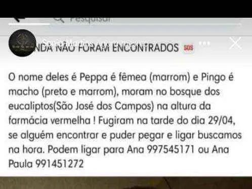 Cachorro ra a Vira lata idade 6 ou mais anos nome Pingo